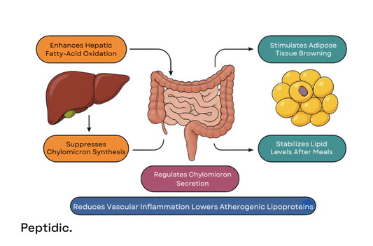 Diagram showing GLP-1 receptor pathways regulating lipid metabolism, oxidation, and cholesterol efflux.