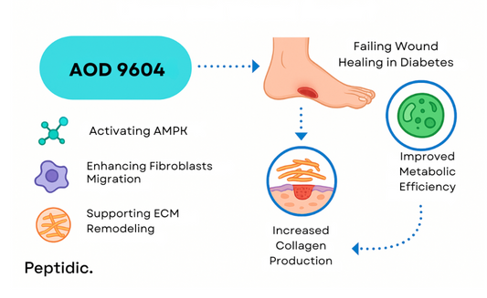 Infographic image showing how AOD 9604 enhances diabetic wound healing through cellular repair.