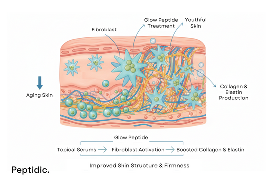 Illustration showing glow peptide effects on fibroblasts, enhancing collagen, elasticity, and firmness.&nbsp;