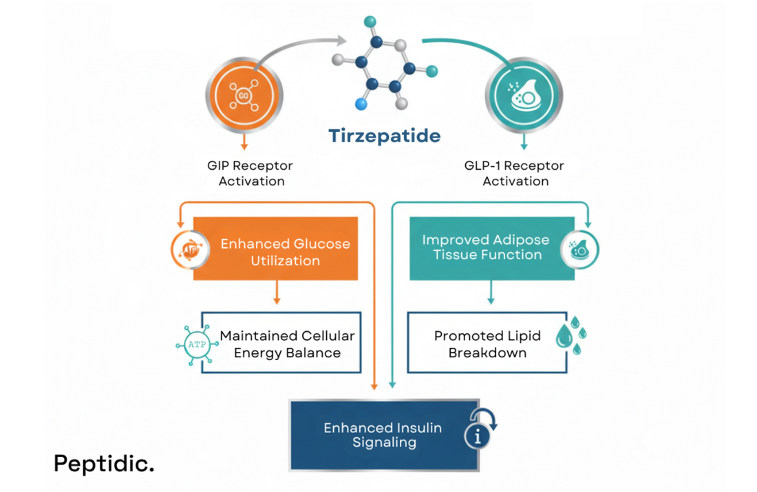 Tirzepatide dual receptor activation improves metabolism, enhances insulin signaling, and supports weight loss.