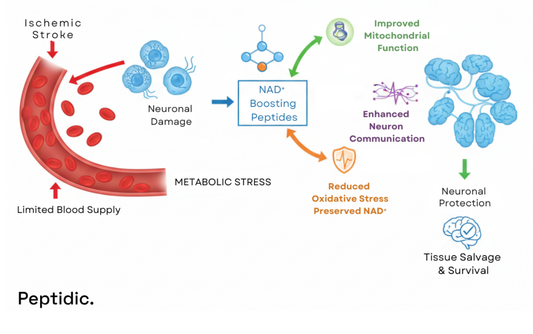 Diagram showing how NAD⁺ boosting peptides reduce oxidative stress and support neuronal survival.