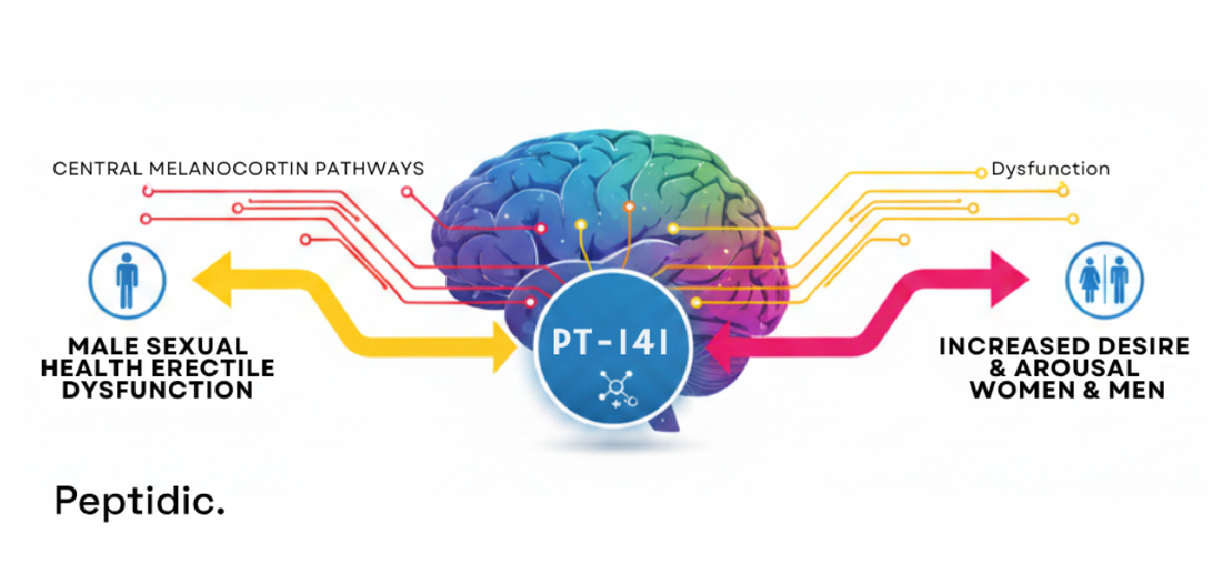 Illustration showing PT-141’s central pathways and research links to sexual desire mechanisms.