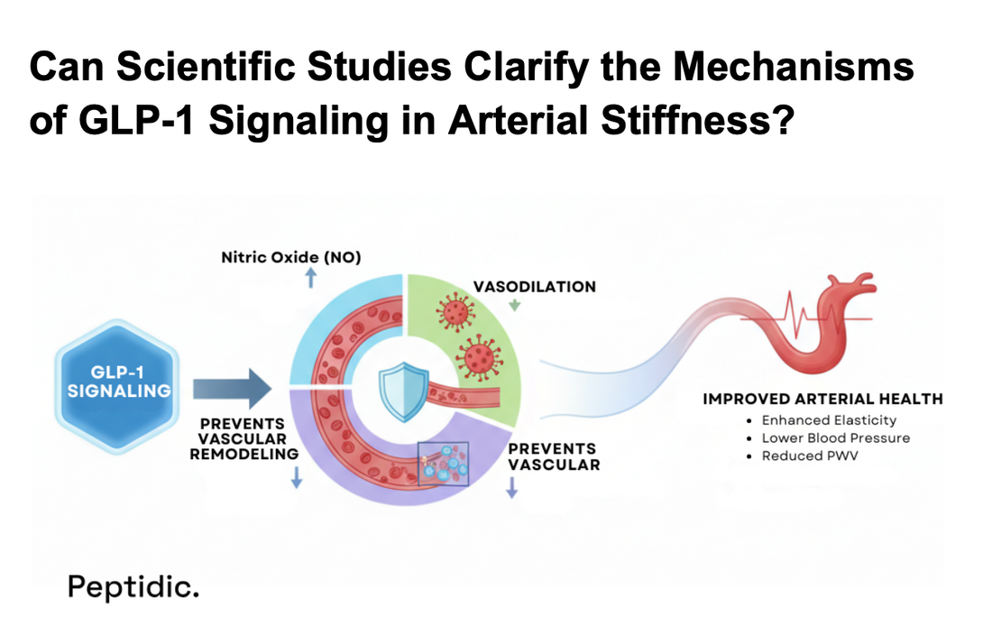 Diagram showing GLP-1 signaling improving arterial health through vasodilation and vascular remodeling prevention.