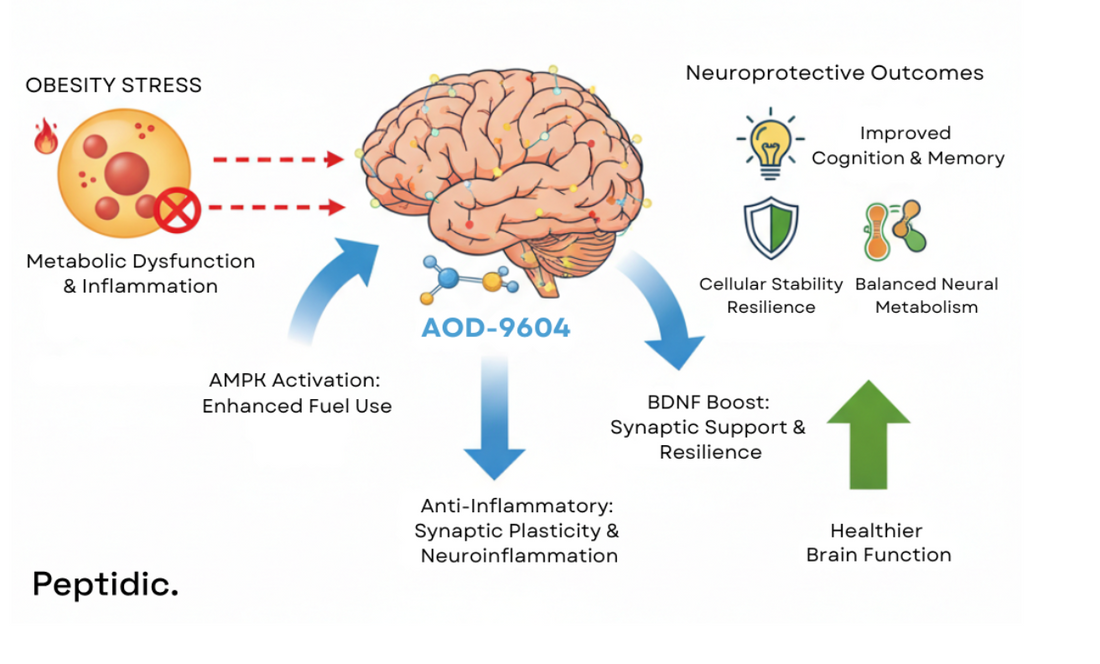 Diagram image showing AOD-9604 reducing obesity, stress, and improving neural metabolism and cognition.