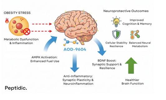 Diagram image showing AOD-9604 reducing obesity, stress, and improving neural metabolism and cognition.