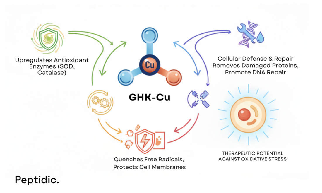 GHK-Cu peptide diagram showing antioxidant enzyme activation, cellular repair, and oxidative stress regulation.