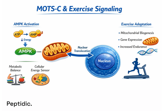 What Research Demonstrates That MOTS-C Engages Exercise-Responsive Signaling Pathways?