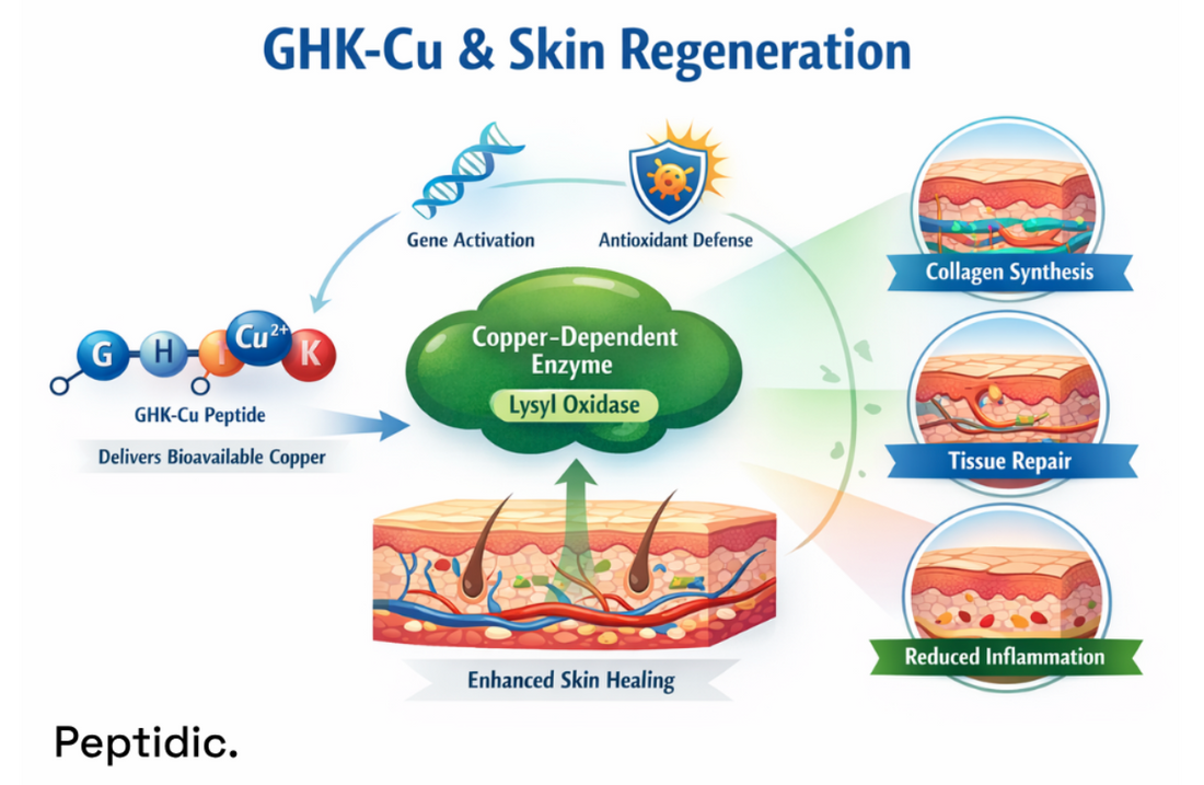 Can GHK-Cu Affect Copper-Dependent Enzymes in Skin Regeneration?
