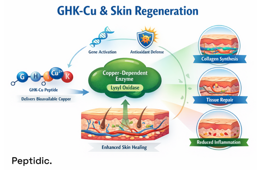 Can GHK-Cu Affect Copper-Dependent Enzymes in Skin Regeneration?