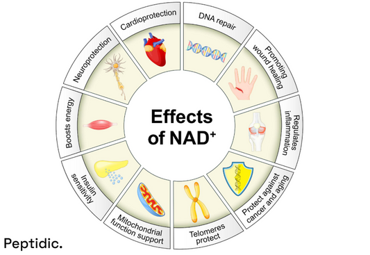 NAD+ biological effects diagram showing DNA repair, mitochondrial function, energy metabolism, inflammation control, and anti-aging pathways.