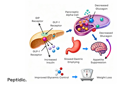 Diagram image showing tirzepatide’s dual action, boosting insulin, reducing glucagon, and promoting weight loss.