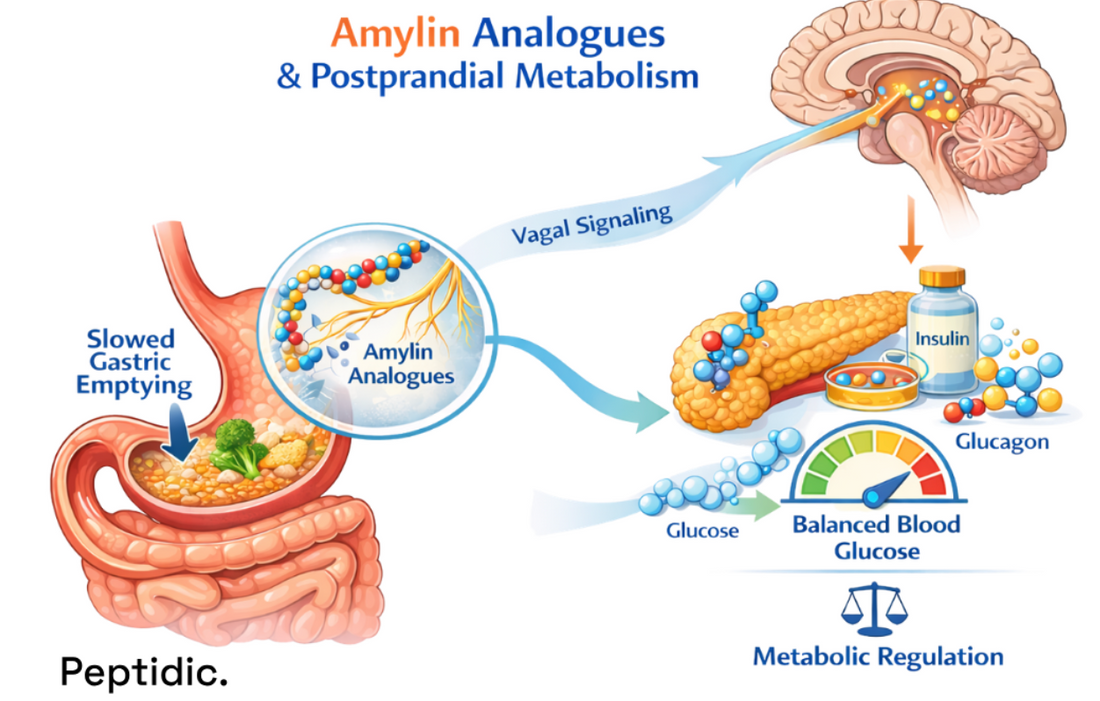 How Does Cagrilintide Influence Gastric Emptying and Fed State Metabolism?