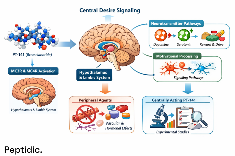 Diagram illustrating PT-141 (bremelanotide) activation of MC3R and MC4R receptors and central melanocortin signaling pathways in experimental neurobehavioral research models.