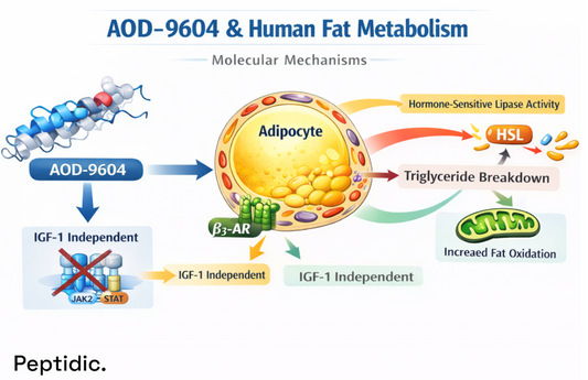 AOD-9604 human fat metabolism diagram showing IGF-1–independent adipocyte signaling, hormone-sensitive lipase activation, triglyceride breakdown, and increased fat oxidation.