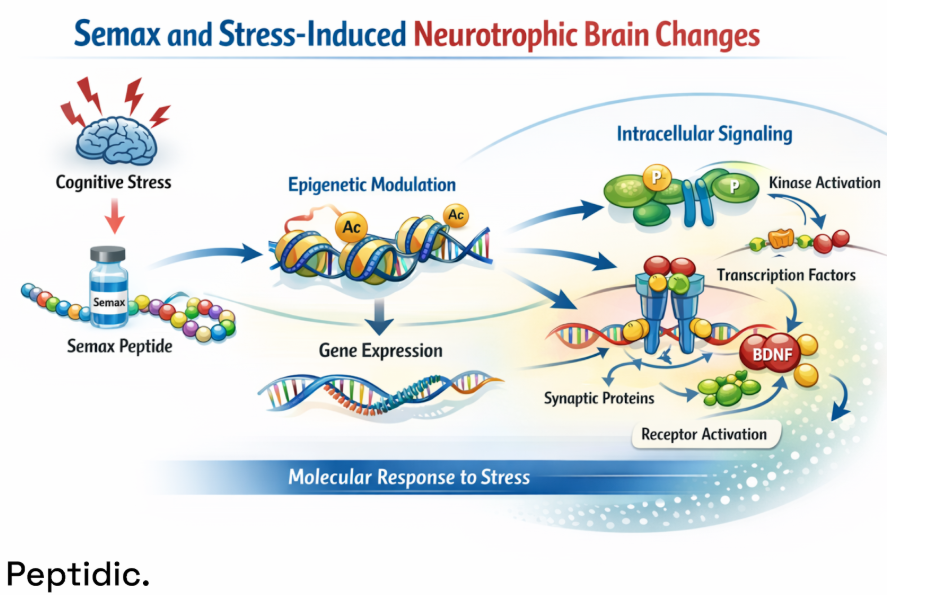 Semax stress-induced neurotrophic changes diagram showing epigenetic modulation, intracellular signaling, BDNF activation, and gene expression.