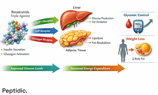 Retatrutide triple agonist mechanism showing GLP-1, GIP, and glucagon receptor activation in liver and adipose tissue, improving glycemic control, energy expenditure, and weight loss.