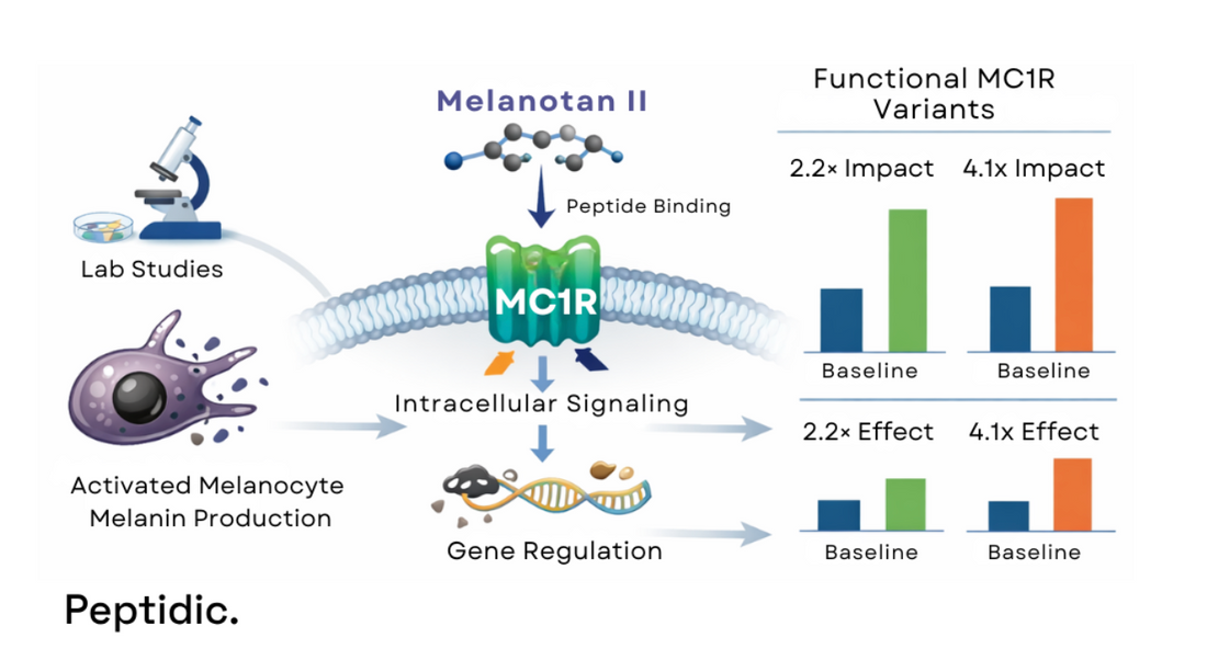 Diagram illustrating MC1R signaling pathways, Melanotan II binding, melanocyte activation, and pigmentation research mechanisms.
