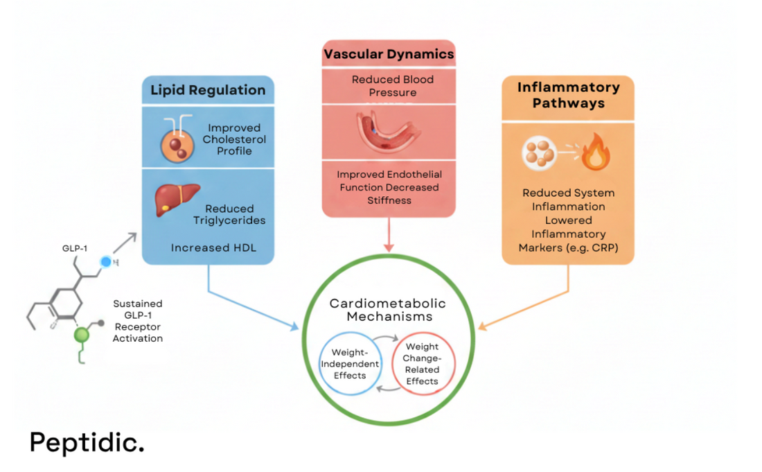 Image showing long-term semaglutide mechanisms: GLP-1 enhances lipids, vascular function, and reduces inflammation.