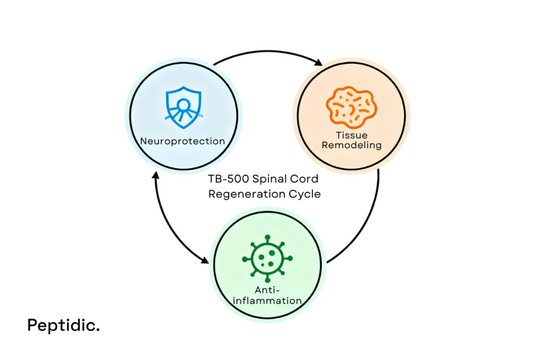 Circular infographic showing TB-500 spinal cord regeneration cycle with neuroprotection, anti-inflammation, and tissue remodeling