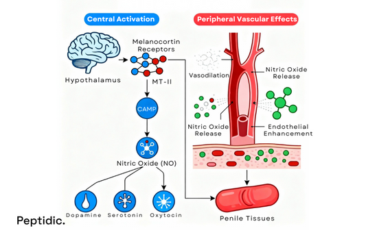 Diagram showing Melanotan II’s central and peripheral mechanisms enhancing erectile function effectively.