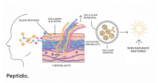 Glow peptide diagram showing collagen renewal, fibroblast activation, and restored skin radiance.