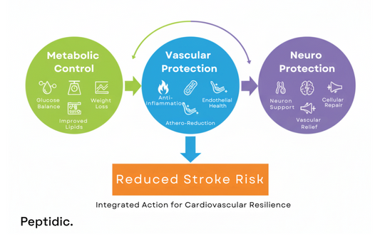 Infographic showing Cagrilintide’s multi-pathway stroke defense through metabolic, vascular, and neuroprotection.