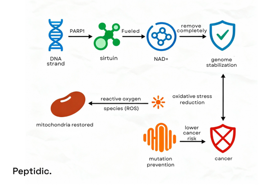 Infographic showing how NAD⁺ supports DNA repair, reduces oxidative stress, and lowers cancer risk.