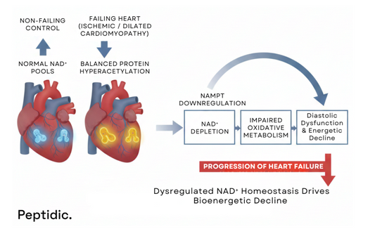 Diagram illustrating NAD⁺ depletion linking mitochondrial dysfunction to progressive cardiovascular bioenergetic decline processes.