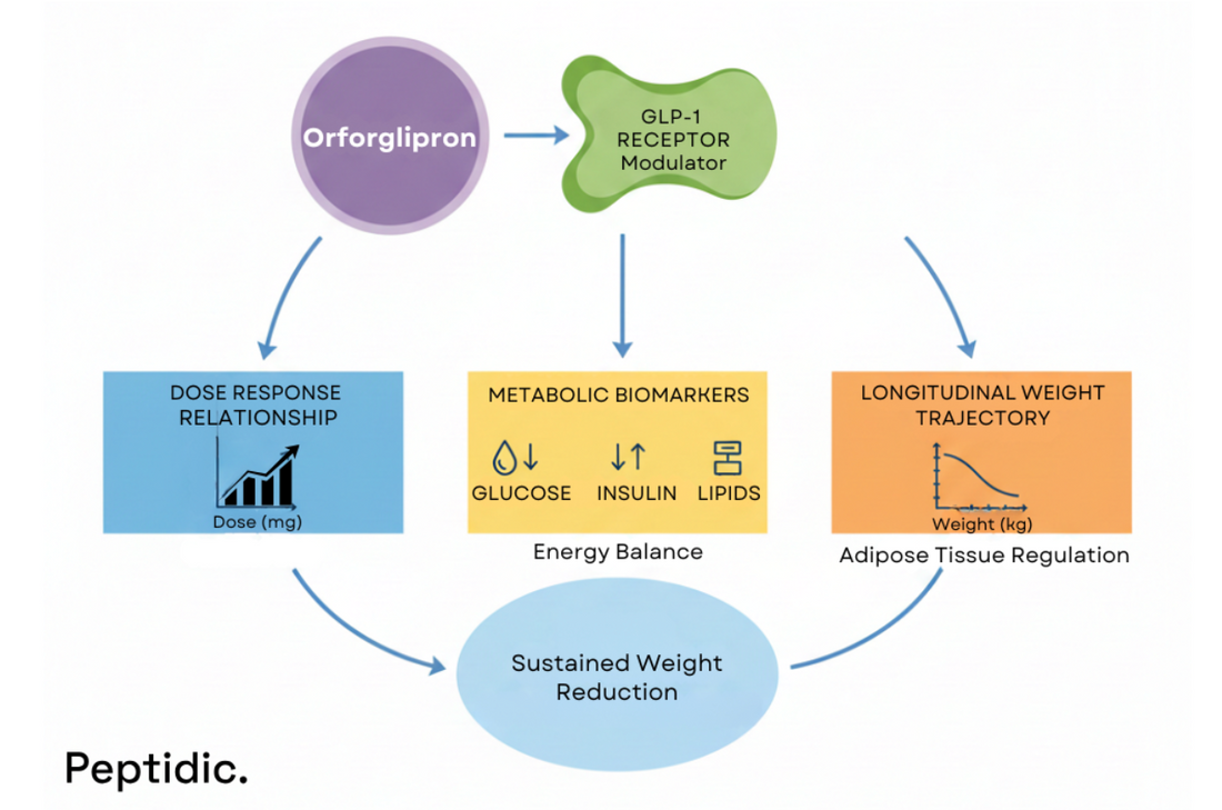 Image shows Orforglipron GLP-1 modulator affecting weight, dose-response, metabolic biomarkers, and long-term reduction.