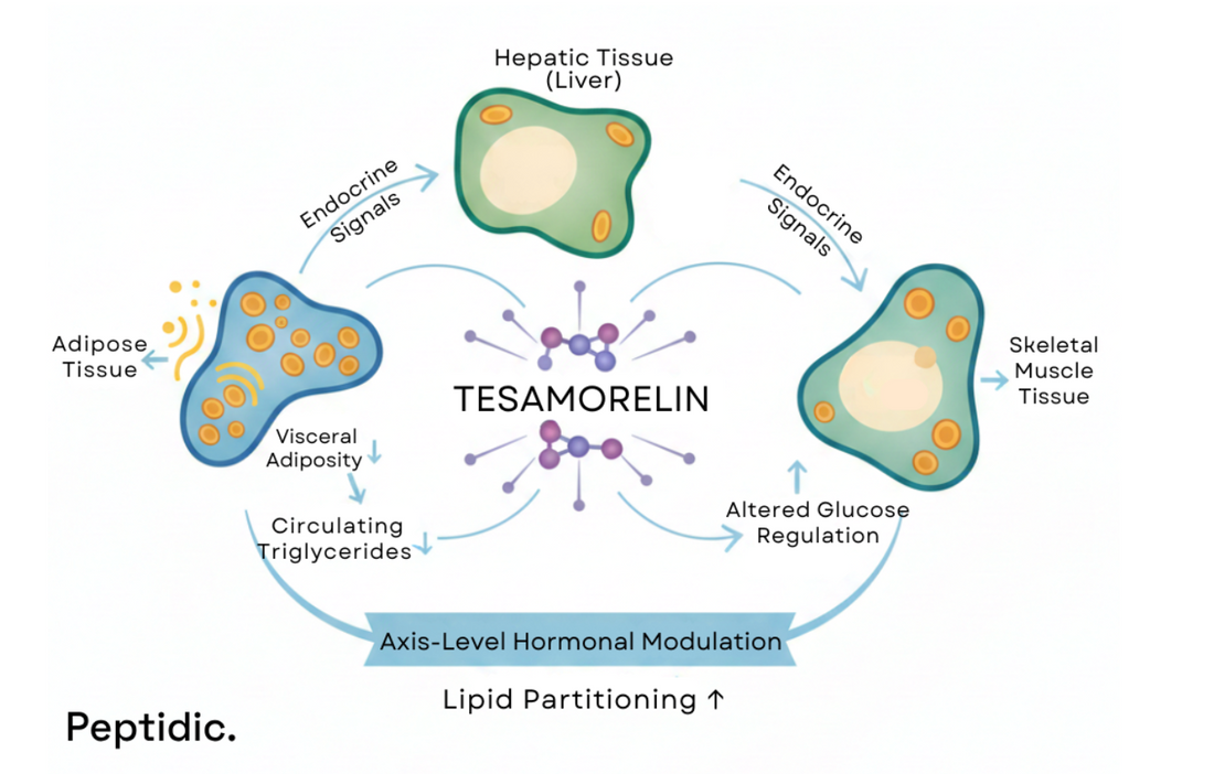 Image illustrating tesamorelin-driven endocrine crosstalk regulating lipid metabolism across adipose, liver, and muscle tissues