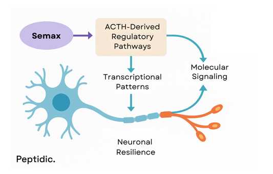 Diagram showing Semax acting through ACTH-derived pathways to influence signaling and neuronal resilience.