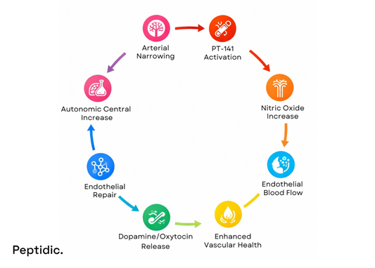 Circular infographic showing PT-141 activation improving nitric oxide, blood flow, and vascular health in PAD patients.